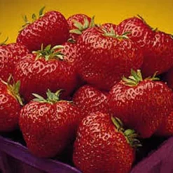 Cavendish Junebearing Strawberry