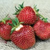 Honeoye Junebearing Strawberry