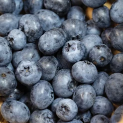 Dwarf Northblue Blueberry