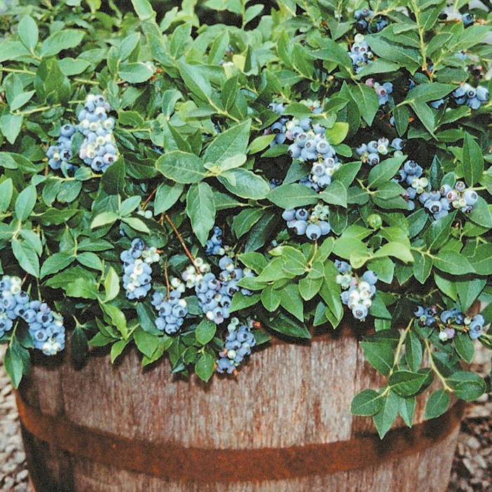 Space-Saver Blueberry Offer