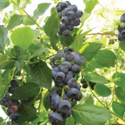 Northland Blueberry