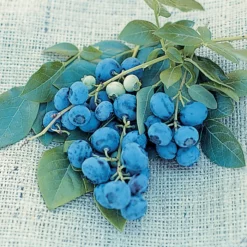 Dwarf Northsky Blueberry