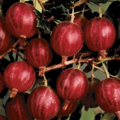 Hinnomaki™ Red Gooseberry