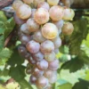 Itasca Wine Grape
