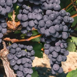 St Theresa Seedless Grape