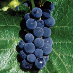 St. Croix™ Grape