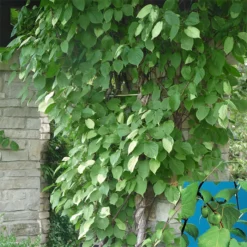 Ornamental Male Hardy Kiwi