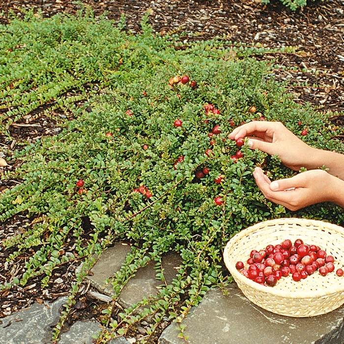 Pilgrim Cranberry