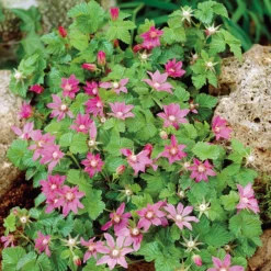 Ground Cover Raspberry Offer (2 Of Each)