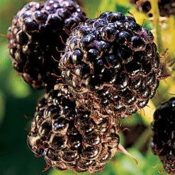 Bristol Black Raspberry