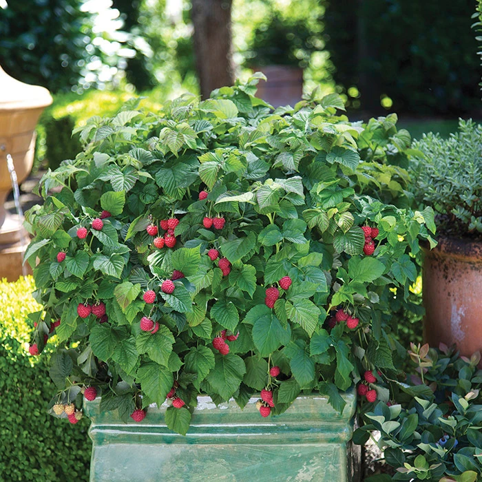 Raspberry Shortcake® Raspberry