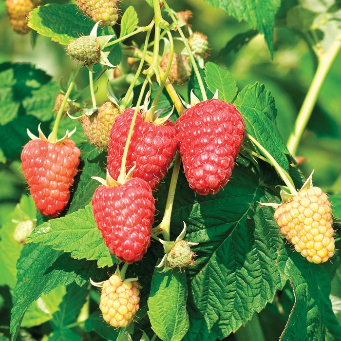 Raspberry Sampler #2