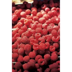 Latham Summer Bearing Raspberry
