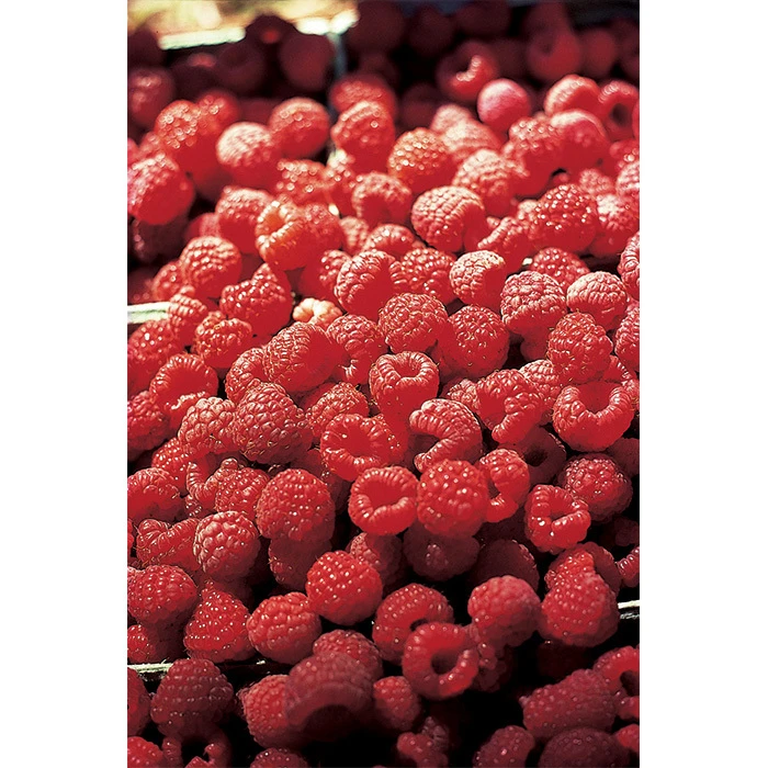 Latham Summer Bearing Raspberry