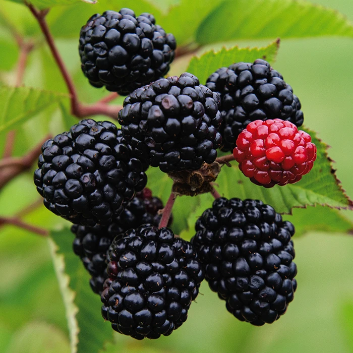 Prime Ark® Freedom Blackberry