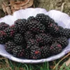 Thornless Blackberry Offer