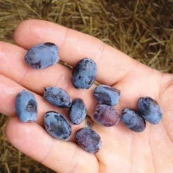 Borealis Canadian Haskap