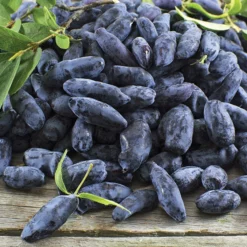 Boreal Beast Honeyberry