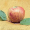 Bonnie Best&reg; Semi Dwarf Apple