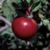 Royal Court&trade; Cortland Semi Dwarf Apple