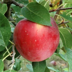 Enterprise Semi Dwarf Apple
