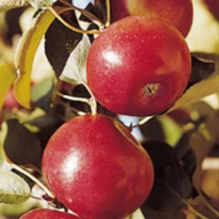 Freedom Semi Dwarf Apple