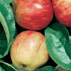 Red Gravenstein Semi Dwarf Apple