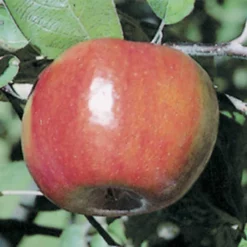 Liberty Semi Dwarf Apple