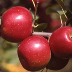 Enterprise Dwarf Apple