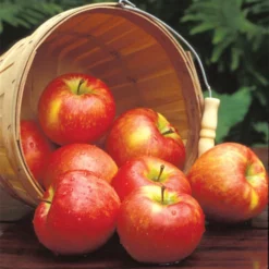 Honeycrisp™ Dwarf Apple