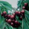 BlackGold&trade; Dwarf Sweet Cherry
