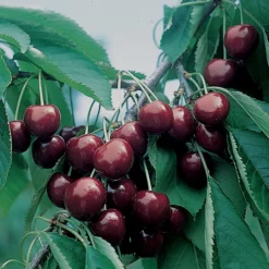 BlackGold™ Dwarf Sweet Cherry