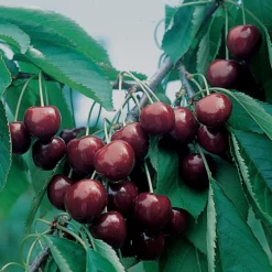 BlackGold™/ WhiteGold® Sweet Cherry Offer