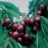 BlackGold&trade; Standard Sweet Cherry