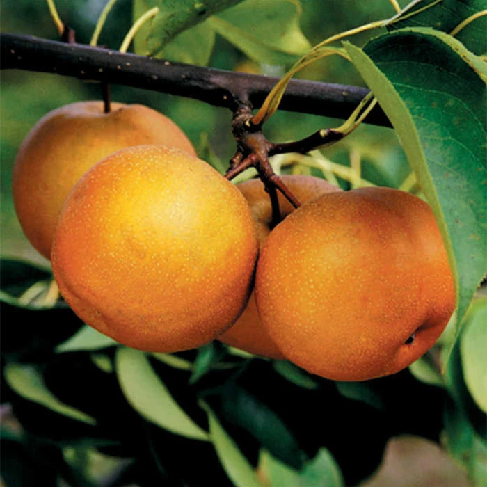 Korean Giant Or Olympic Asian Pear