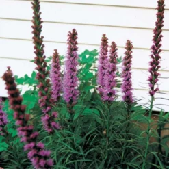 Purple Liatris