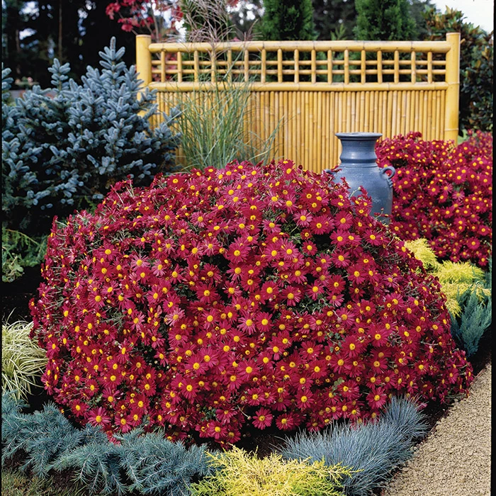 Mammoth Red™ Daisy Chrysanthemum