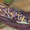 Glass Gem Ornamental Corn