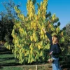 Shenandoah & Seedling Pawpaw Offer