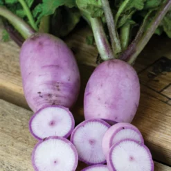 Sweet Baby Hybrid Radish